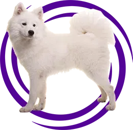 Samoyed