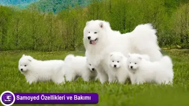 Samoyed