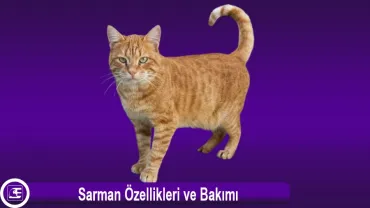 Sarman