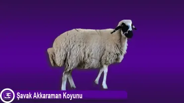 Şavak Akkaraman Koyunu