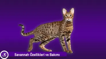Savannah Kedisi
