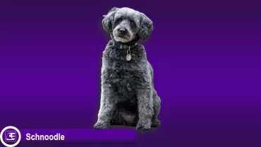 Schnoodle