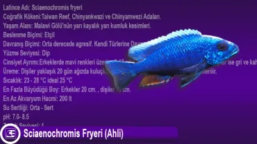 Sciaenochromis fryeri (Ahli)