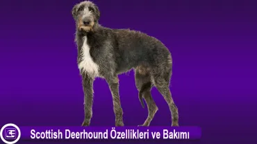 Scottish Deerhound (İskoç Geyik Tazısı)