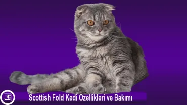Scottish Fold
