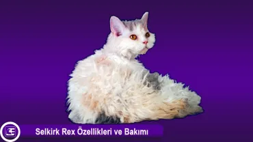 Selkirk Rex