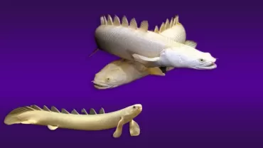 Polypterus senegalus (Senegal Bişiri)