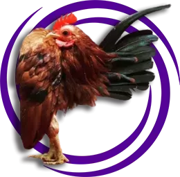 Serama