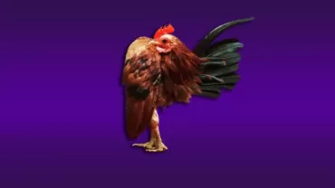 Serama