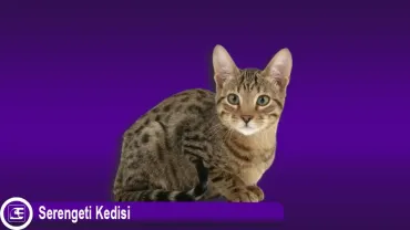 Serengeti Kedisi