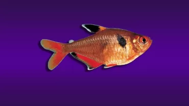 Hyphessobrycon eques (Serpae (Mücevher) Tetra)