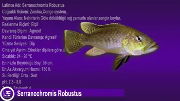 Serranochromis Robustus