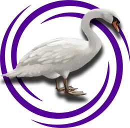 Sessiz Kuğu (Cygnus Olor)