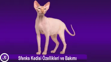 Sfenks (Sphynx)