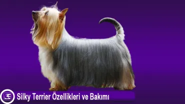 Silky Terrier