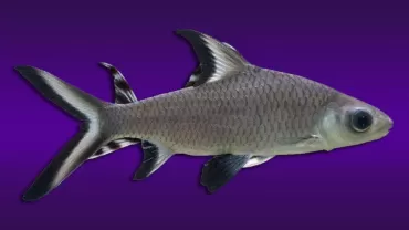 Balantiocheilos melanopterus (Silver Shark)