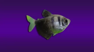 Gymnocorymbus ternetzi (Siyah Tetra)