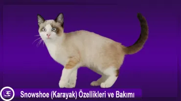 Snowshoe (Karayak)