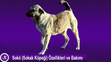 Sokö (Sokak Köpeği)