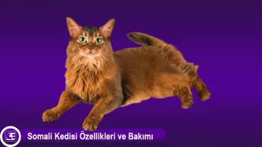 Somali Kedisi