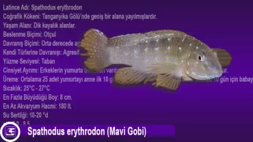 Spathodus erythrodon (Mavi Gobi)