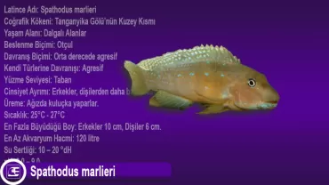 Spathodus marlieri