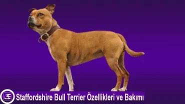 Staffordshire Bull Terrier