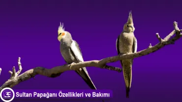 Sultan Papağanı (Cockatiel)