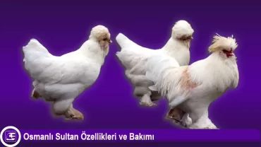 Sultan Tavuğu