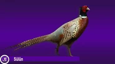 Sülün