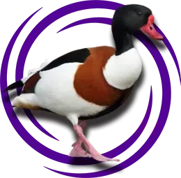 Suna Ördeği (Tadorna Shelduck)