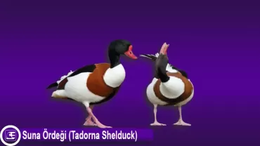 Suna Ördeği (Tadorna Shelduck)