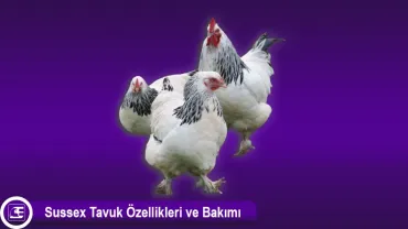 Sussex Tavuk