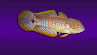 Tavuskuşu Gobi (Tateurndina ocellicauda)