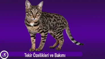 Tekir Kedi Cinsi