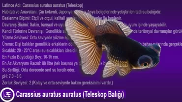 Teleskop Balığı