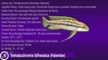 Telmatochromis bifrenatus (Halembe)