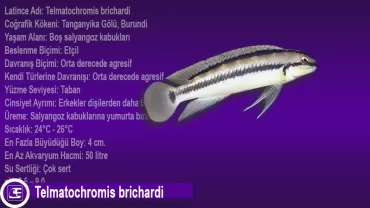 Telmatochromis brichardi