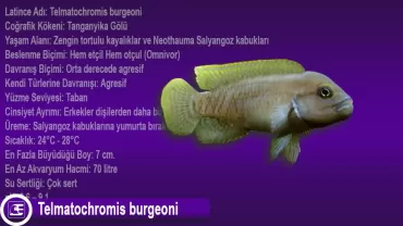 Telmatochromis burgeoni