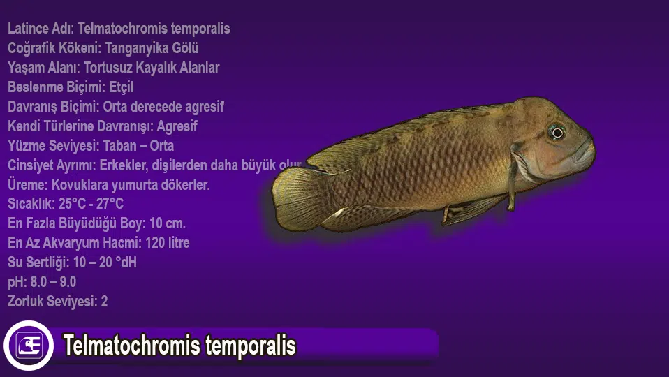 Telmatochromis temporalis