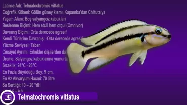 Telmatochromis vittatus