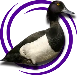 Tepeli Patka (Aythya fuligula)