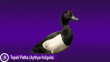 Tepeli Patka (Aythya fuligula)
