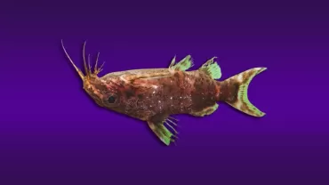 Synodontis nigriventris (Ters Yüzen Çöpçü)