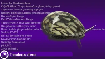 Theodoxus altenai