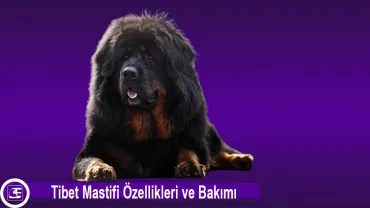 Tibet Mastifi (Tibetan Mastiff)