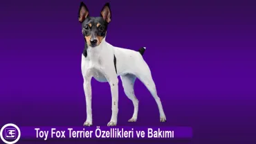 Toy Fox Terrier (Amerikan Toy Terrier)