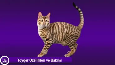 Toyger