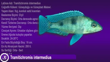 Tramitichromis intermedius