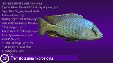 Trematocranus microstoma